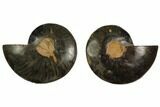 Cut/Polished Ammonite Fossil - Unusual Black Color #132699-1